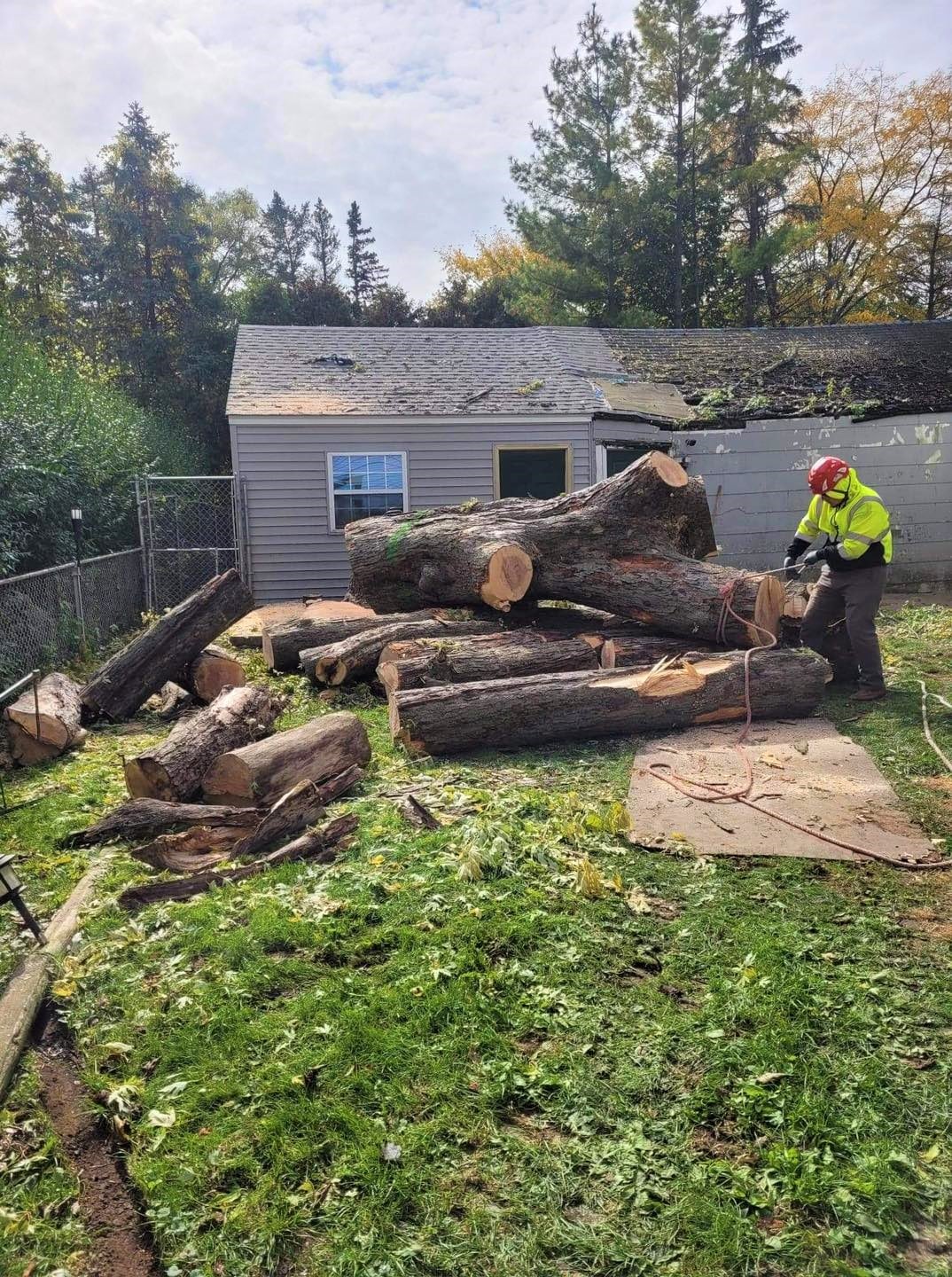 remove tree in Kenosha, stump removal in kenosha, cut down tree in kenosha, bp tree services