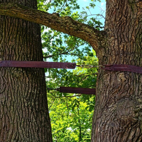 Tree Bracing in Kenosha Tree Bracing in Kenosha