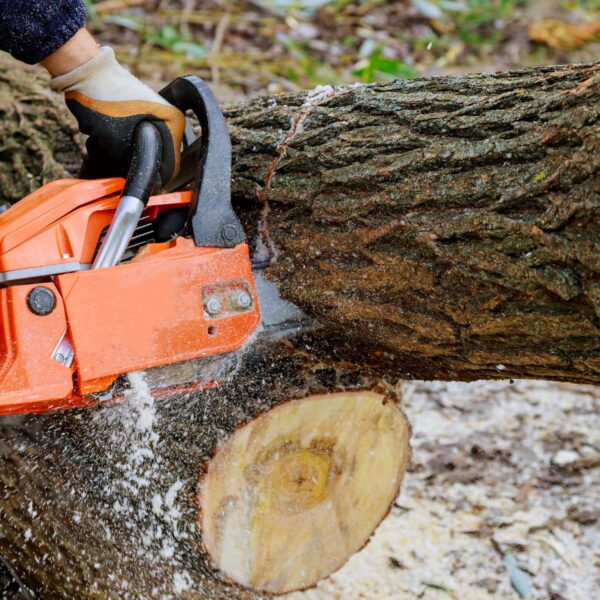 stump removal services in Kenosha, Kenosha stump removal services, reliable stump removal services in Kenosha