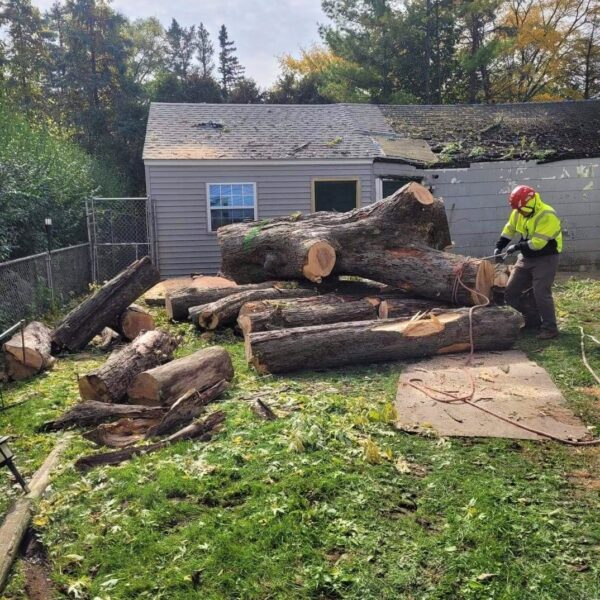 Fallen Tree in Kenosha fallen tree in Kenosha, emergency tree removal Kenosha, storm damage cleanup Kenosha