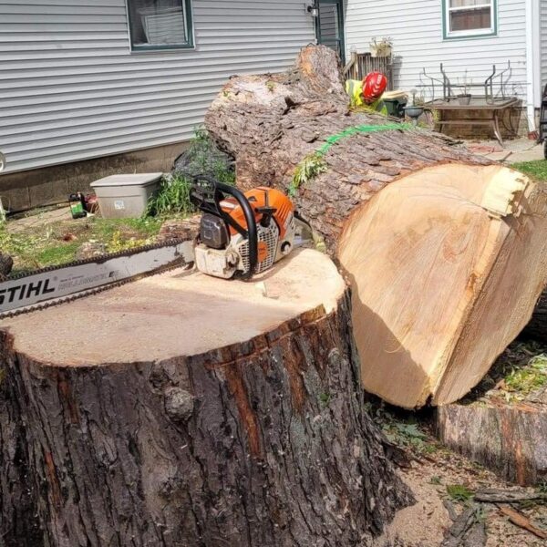 tree removal in kenosha wi, kenosha tree removal, tree cutting kenosha