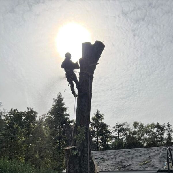 Professional Tree Trimming in Kenosha, tree trimming Kenosha WI, arborist services Kenosha