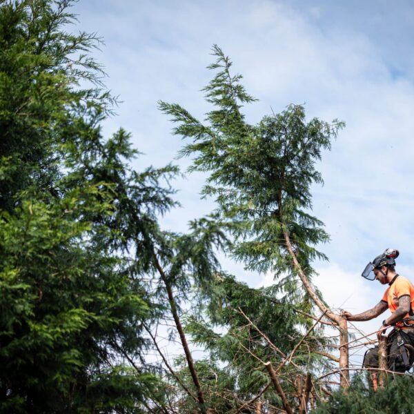 tree removal Kenosha, arborist services Kenosha, professional tree removal in Kenosha